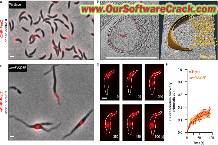 Atom Hub Microbiology v1.0 PC Software with crack